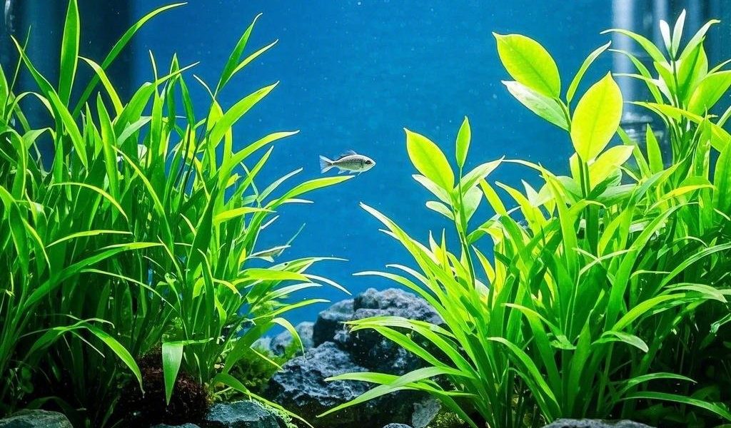 Inspirasi Akuarium Aquascape yang Bisa Kamu Coba di Rumah