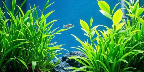 Inspirasi Akuarium Aquascape yang Bisa Kamu Coba di Rumah